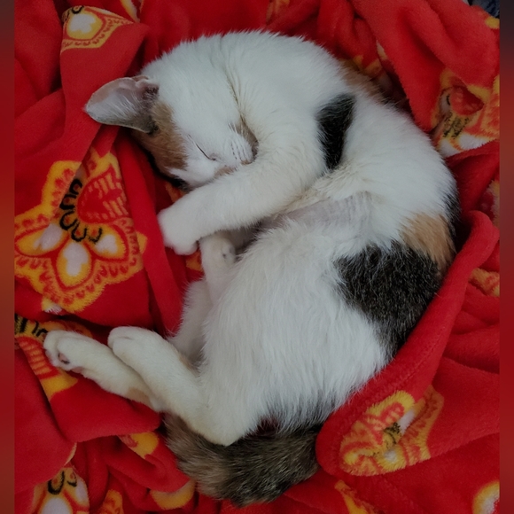 Meet the Posher - Picture 3 of 5